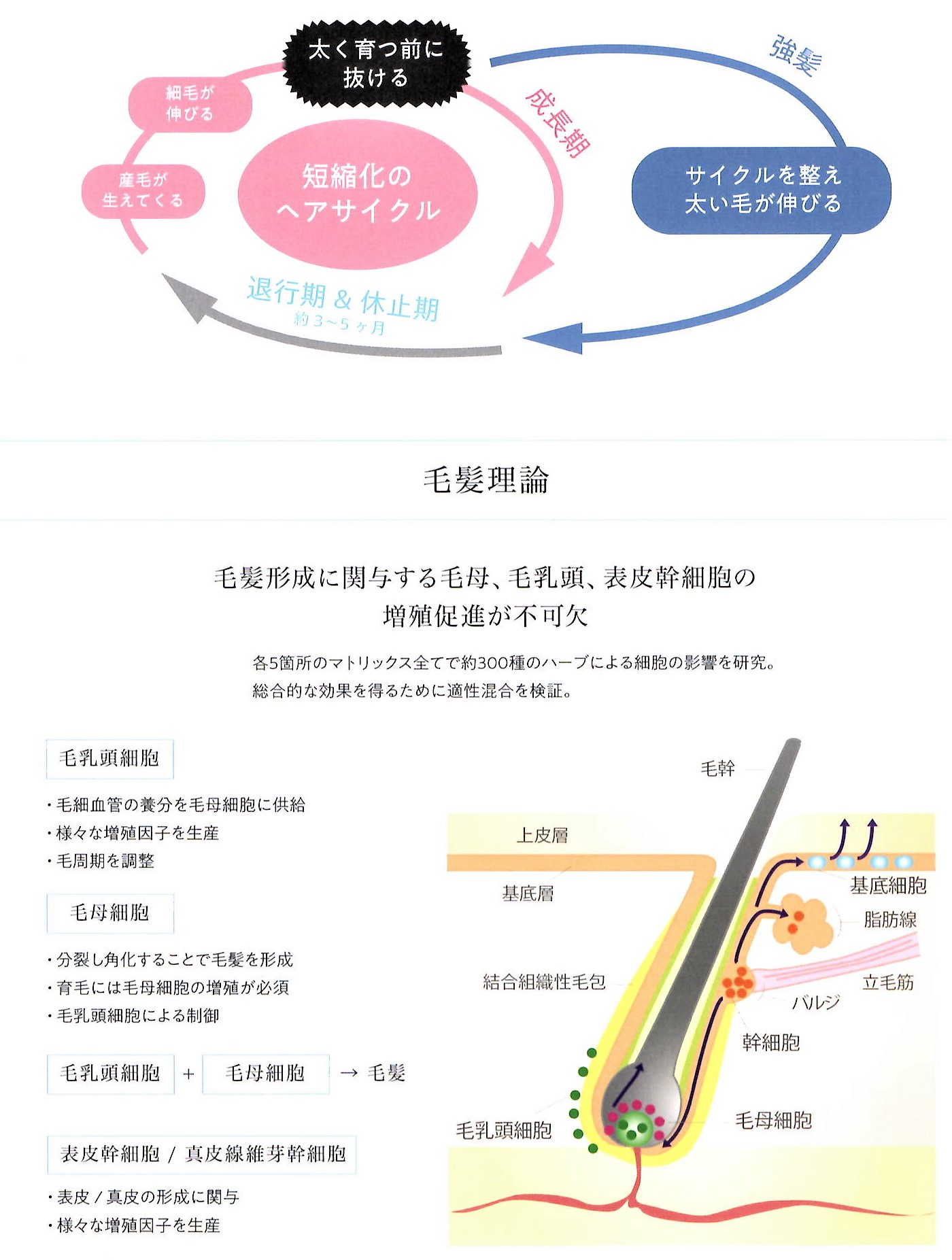 毛髪理論