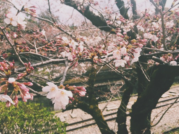 いよいよお花見シーズン！気になる花見記事まとめのまとめ(女子向け)